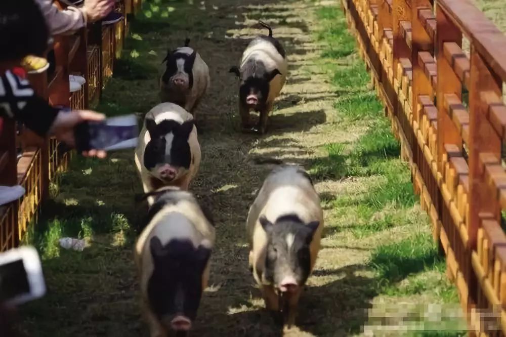 乡村烤肉店，因地制宜的节能设计-56