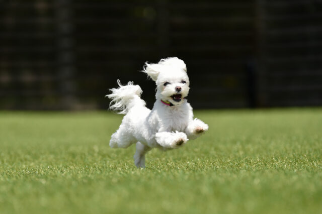 庭にドッグランを作ろう！（庭院建狗跑道项目）-11