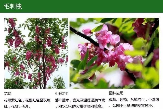 全方位植物设计课程,实战训练,案例示范,作业一对一指导-22
