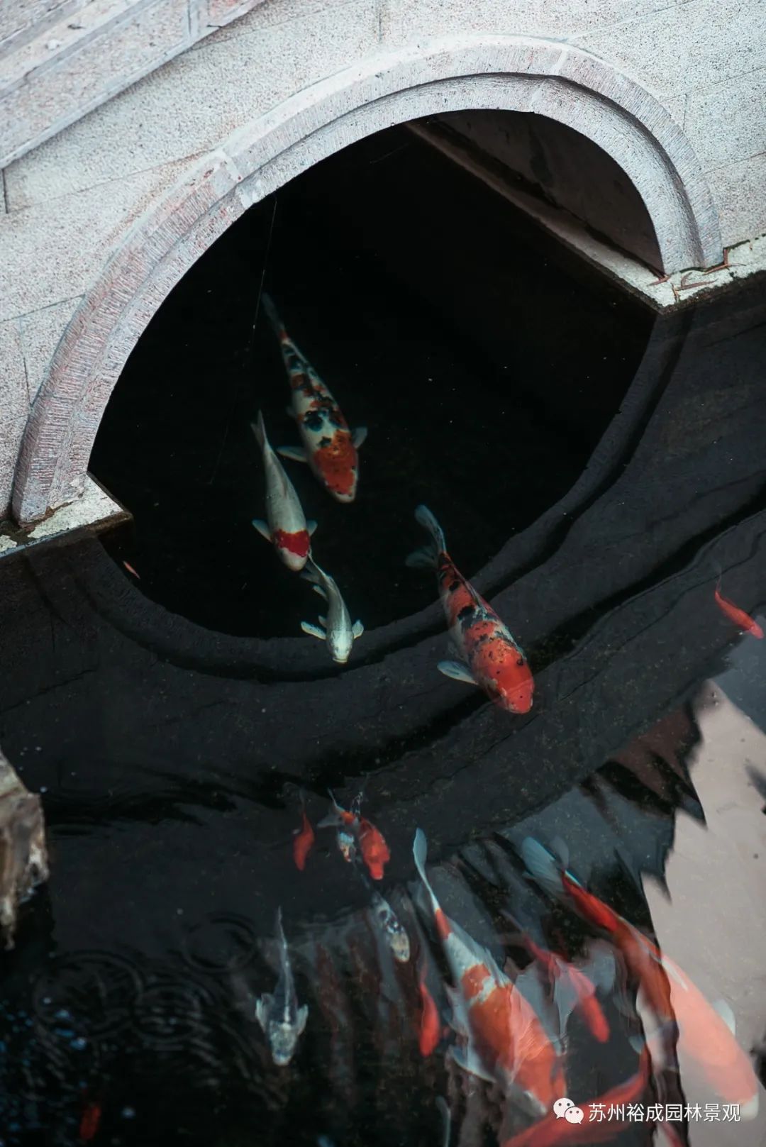 苏州桃坞雅园—芳园 | 园中园的苏式园林艺术-9