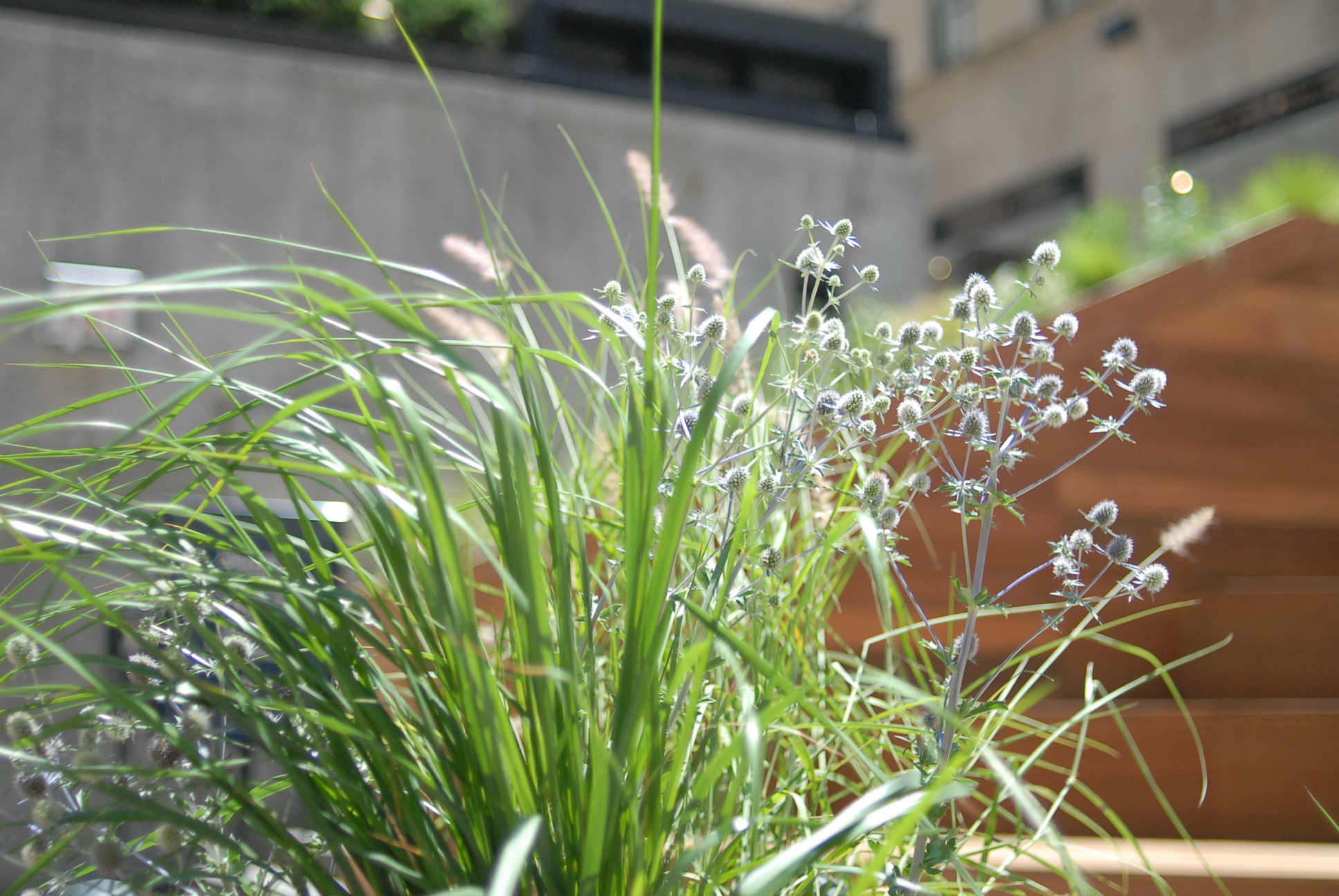 Rockefeller Center Summer Gardens | Julia Watson LLC-16