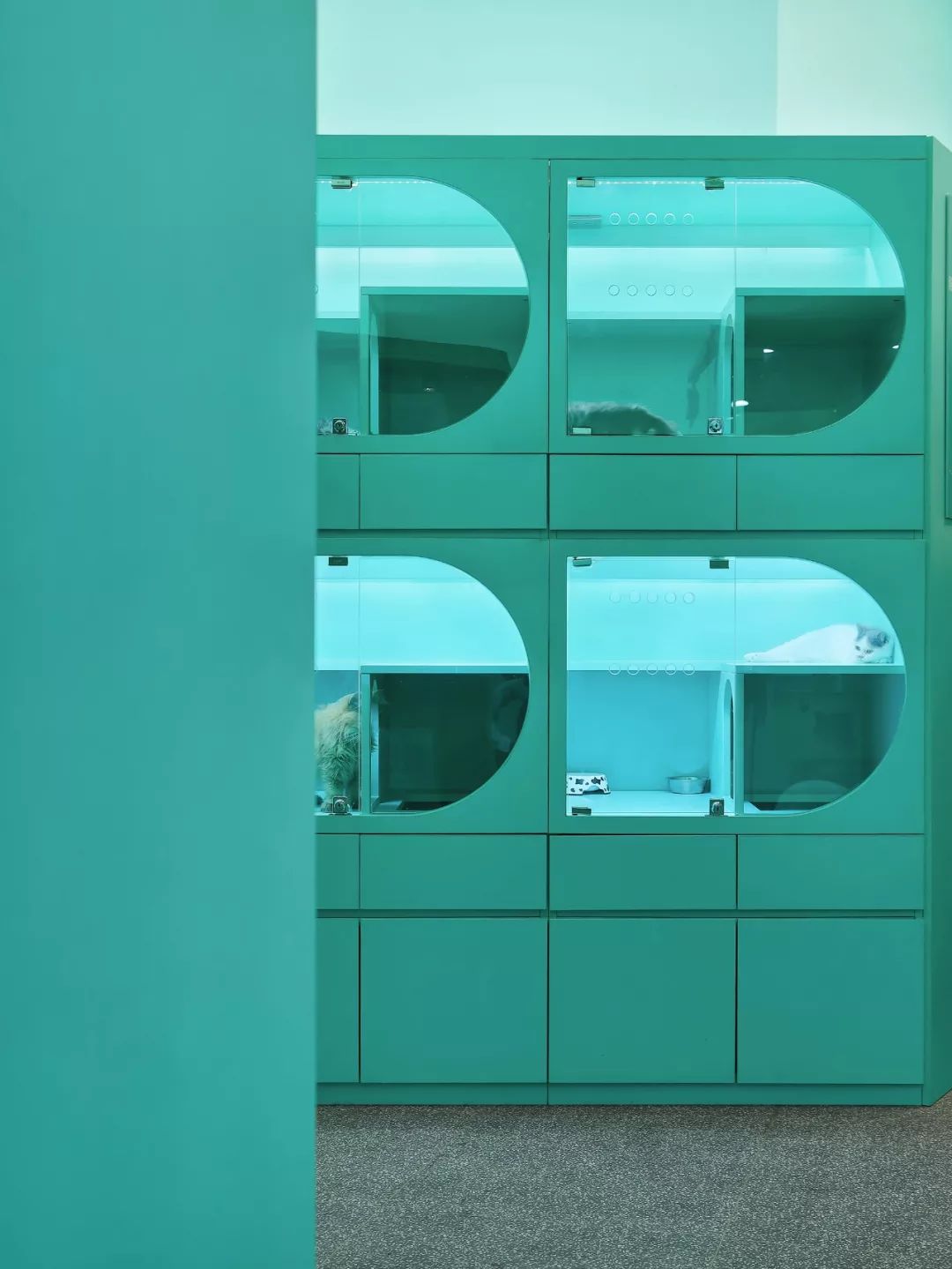 未耒 | 蓝绿矩阵 猫咪丛林-20