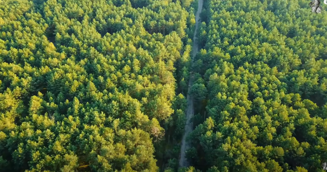 90后妈妈带家人住进森林别墅丨德国丨Thuy Dao和老公T-15