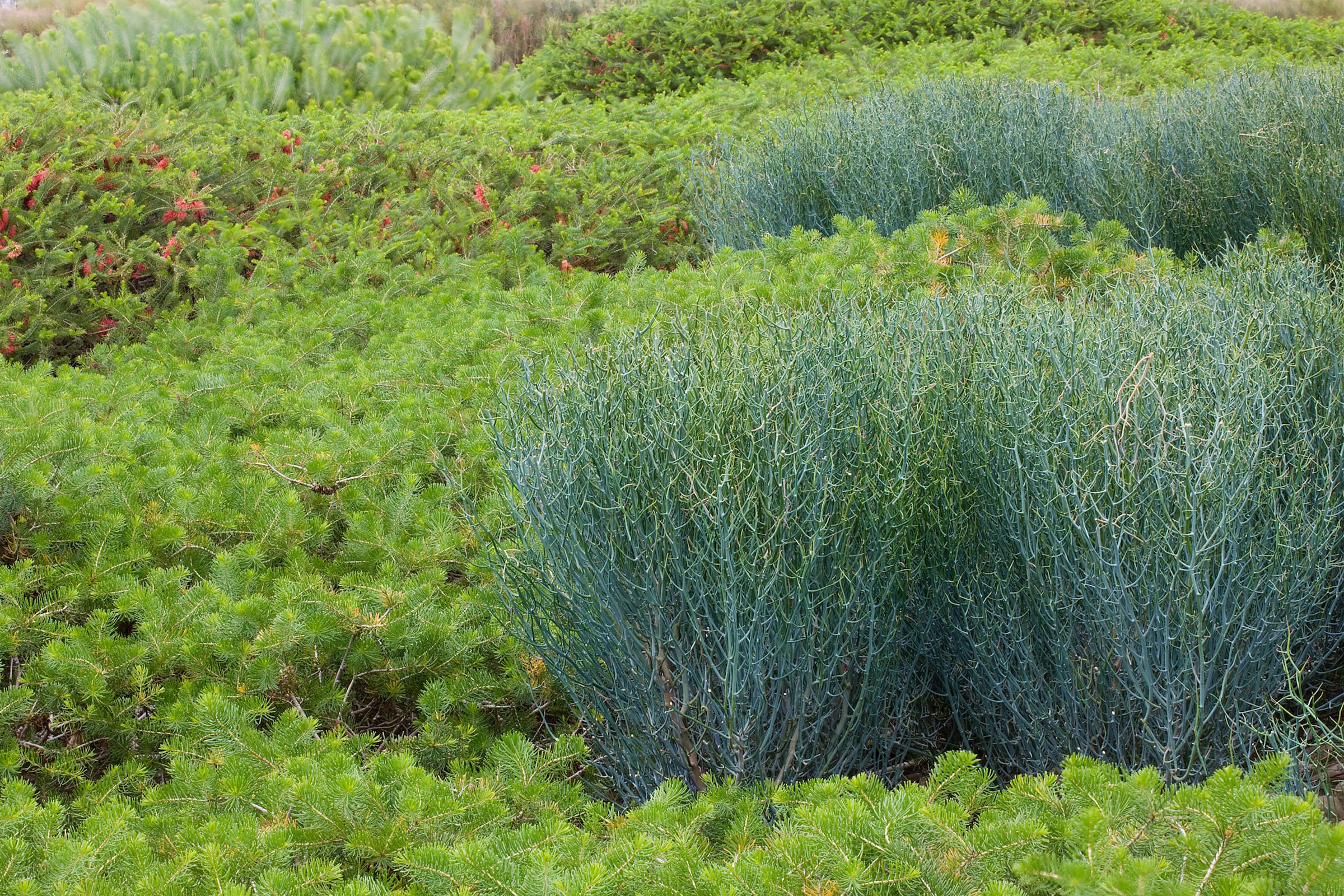 澳大利亚花园 (The Australian Garden)-21