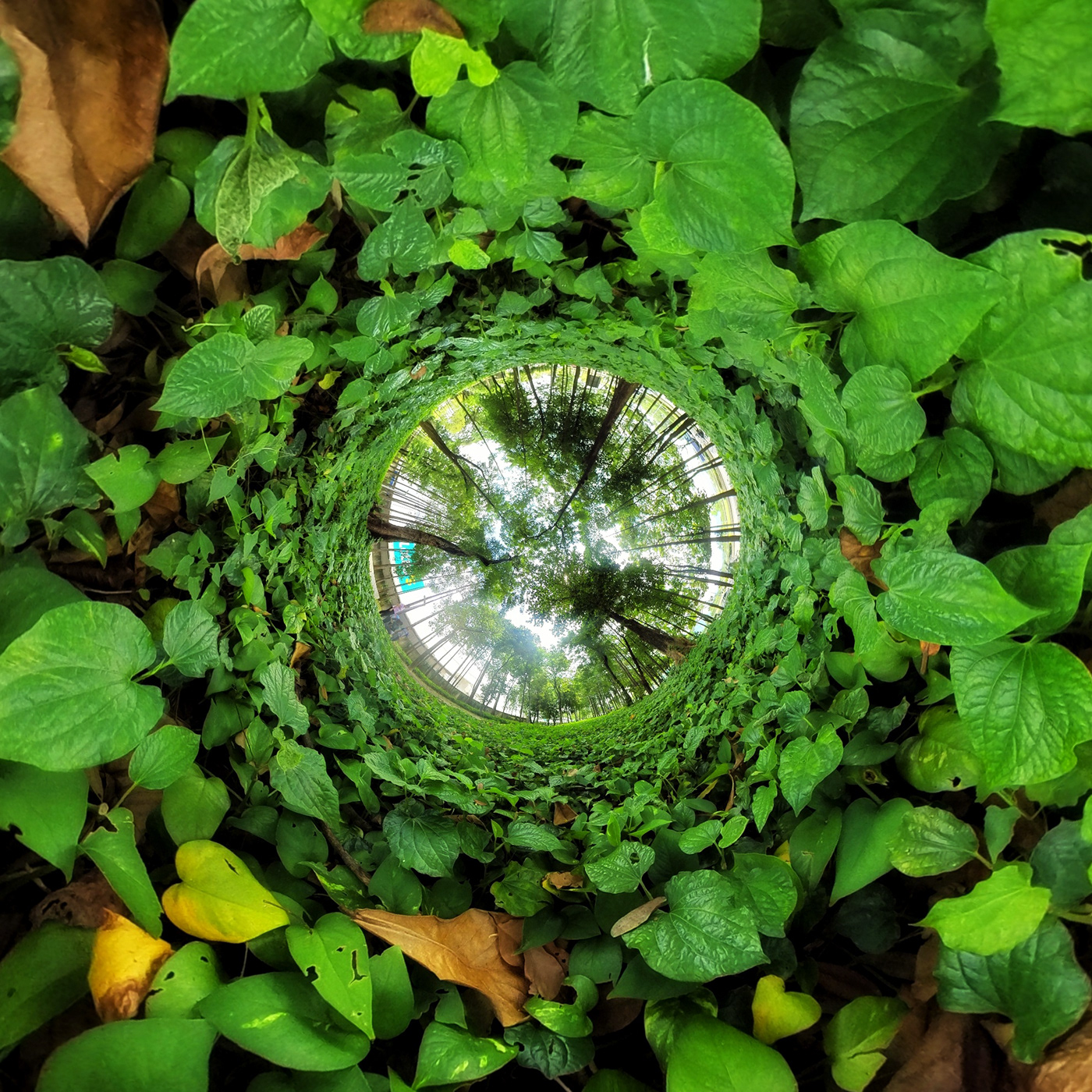 Anastasiya Gushchina丨广场丨360-4