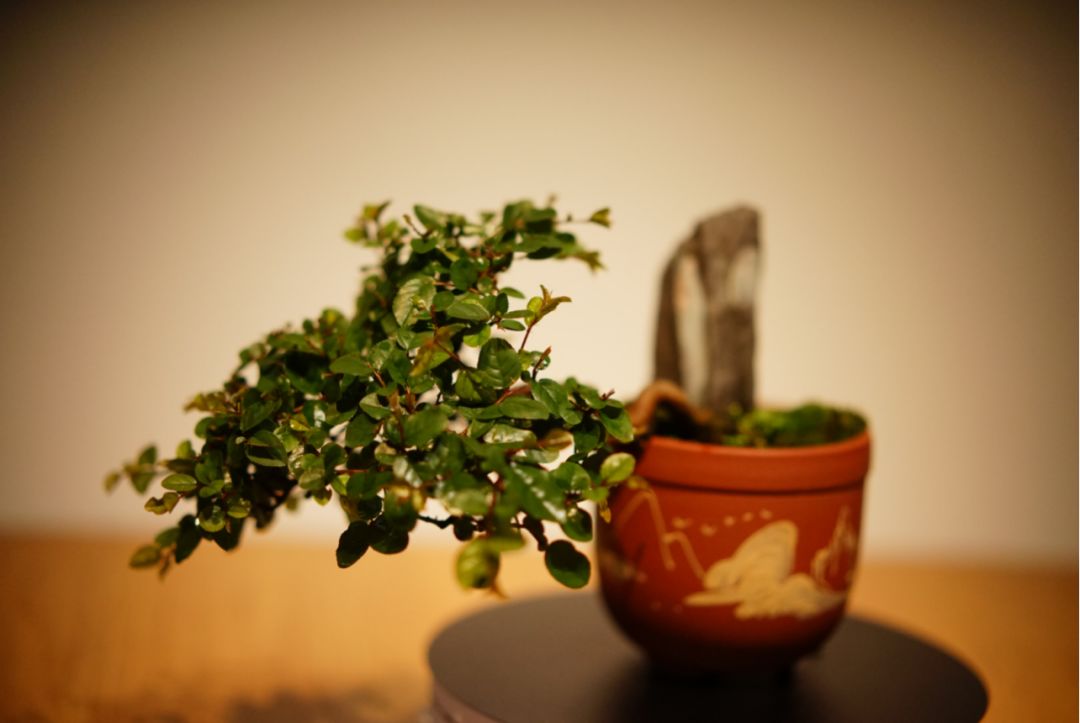 雀梅盆景艺术，品味静谧时光-27