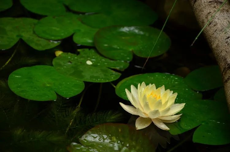 90后夫妻用4年时间，在魔都造了60平米花园，遛狗逗猫，好不惬意~-62