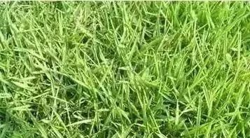 私家花园草坪种植与养护攻略-33