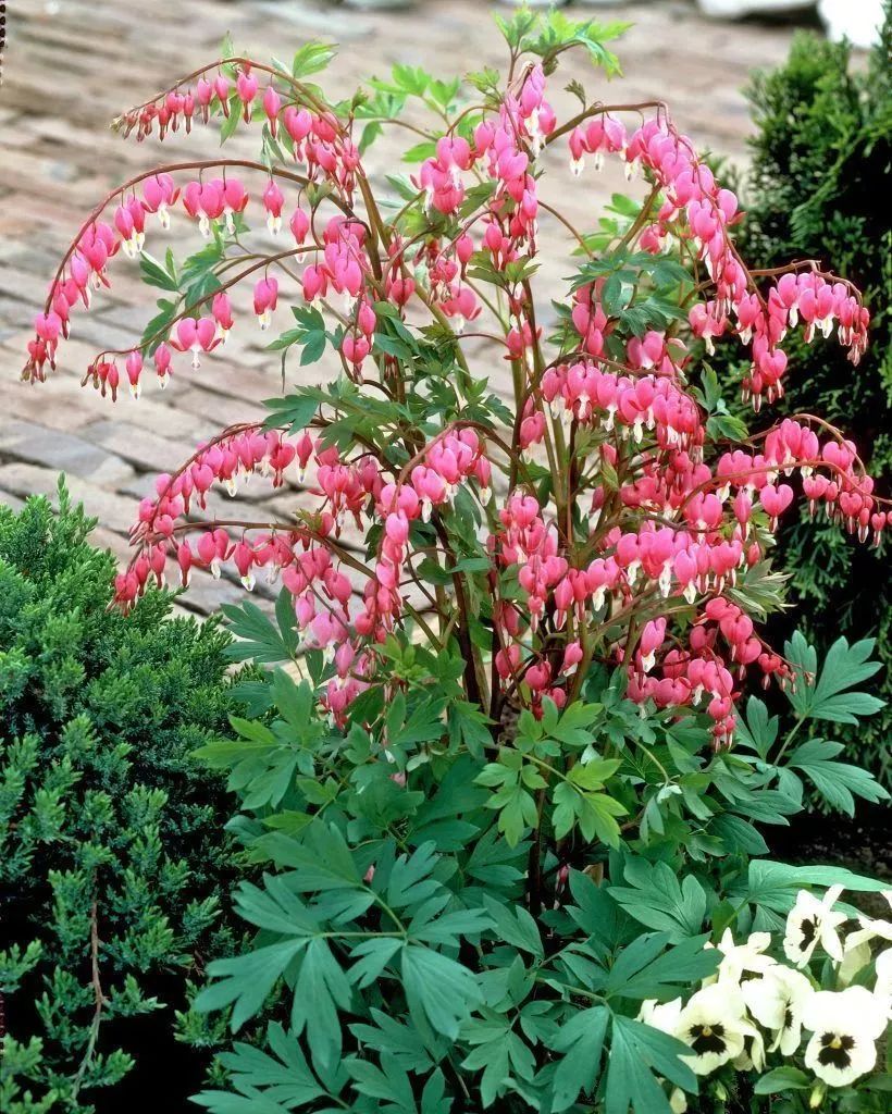 荷包牡丹 | 独特外形与丰富花语的观赏植物-50