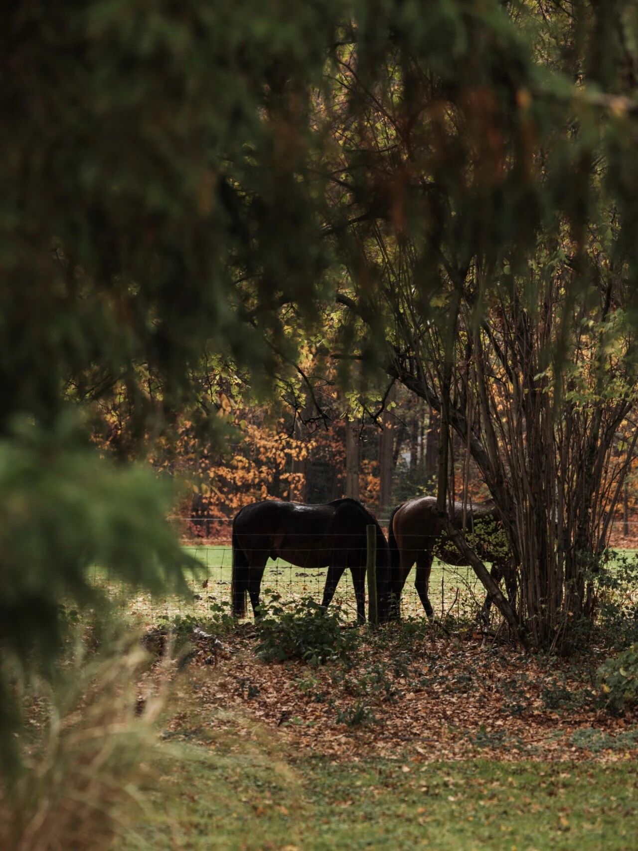 比利时设计师独有的静谧丨Maison Osaïn-0