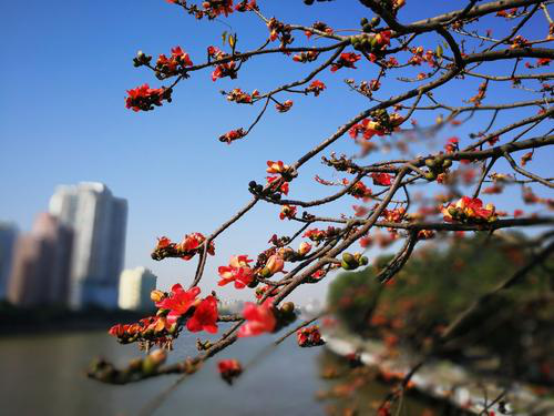 花漾广州 · 四季繁花的花城时空丨中国广州丨GZPI景观与旅游规划设计所-32