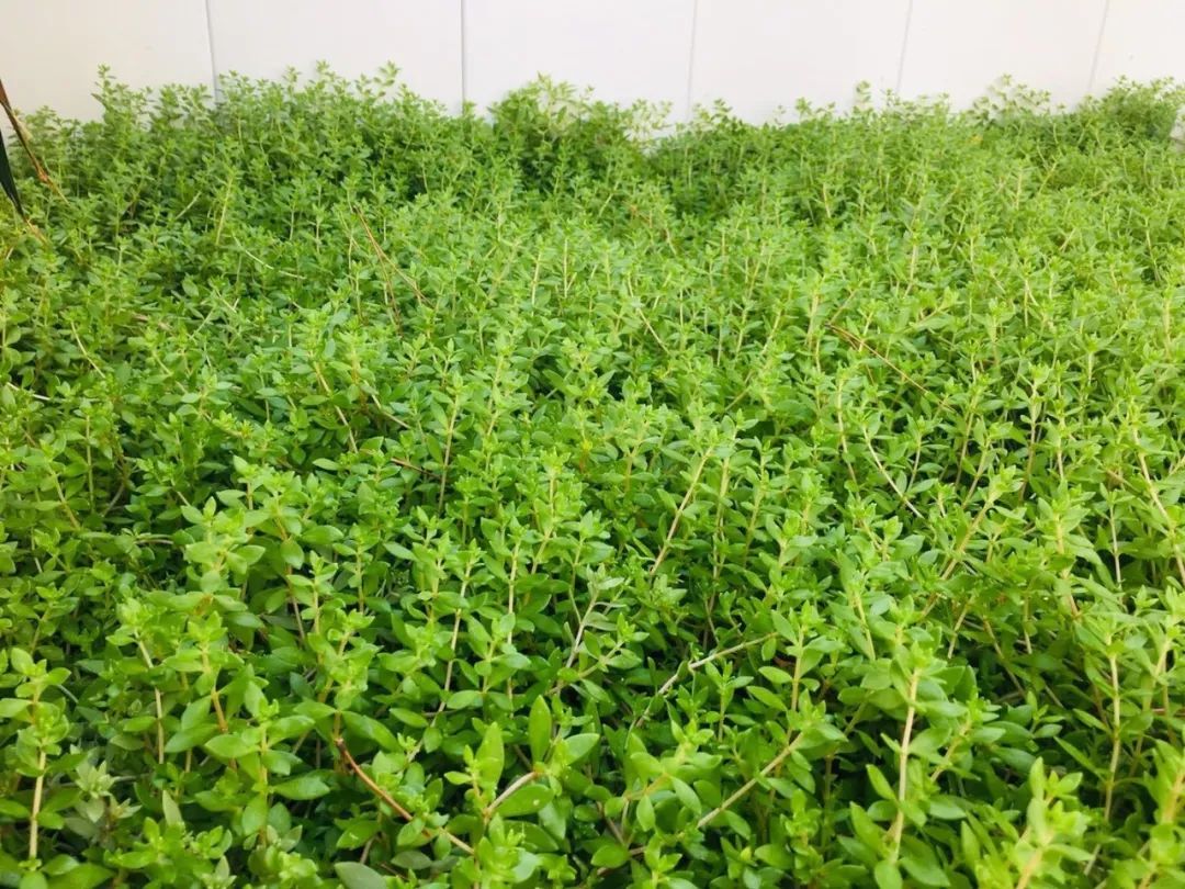 夏日花园养护攻略，打造梦想花园-40