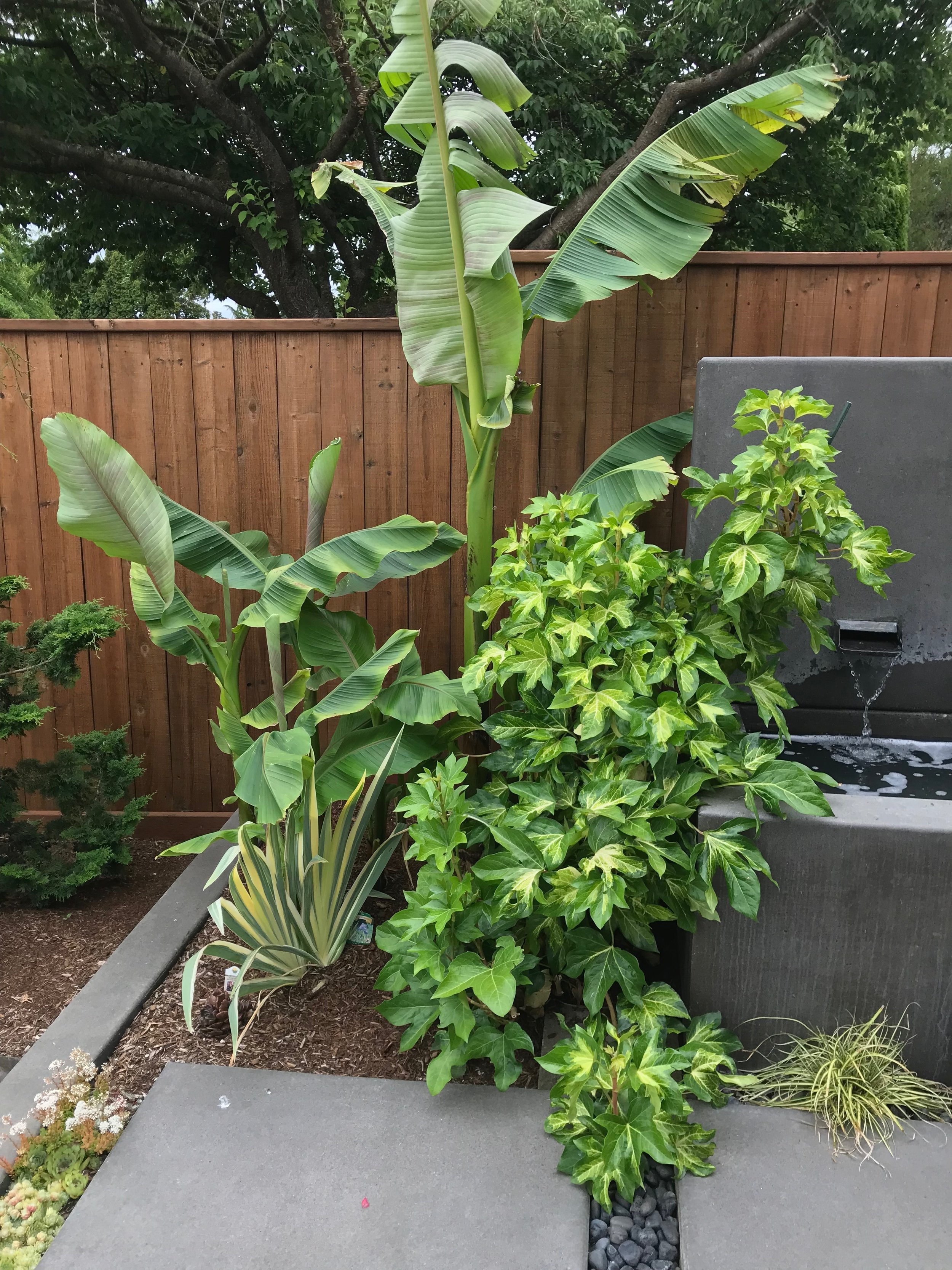 哥伦比亚城某住宅前院景观重新设计丨Alyse Lansing-12