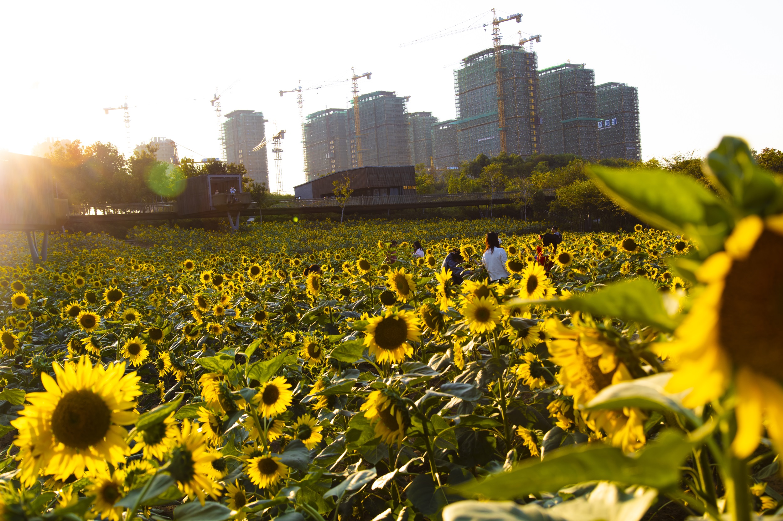 西安雁南公园（二期）丨中国西安丨土人设计（Turenscape）-47