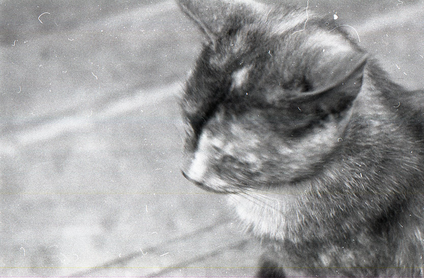 黑白视界中的 Valpoanalógico-5