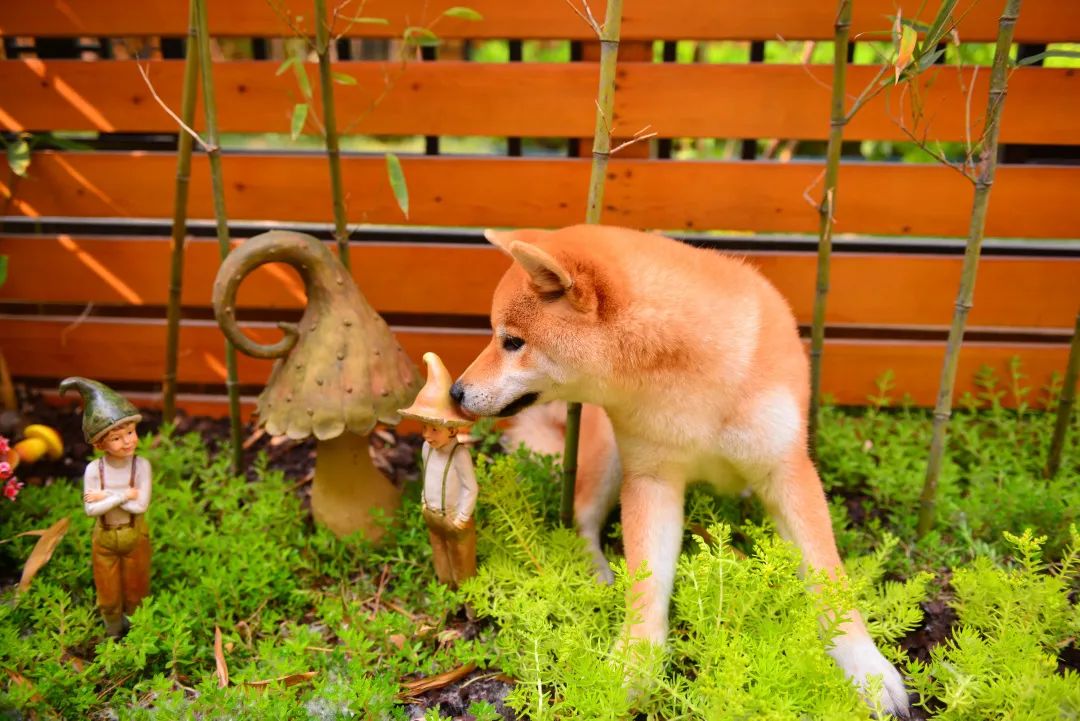 打造独特私家花园，体验简约宁静之美-40