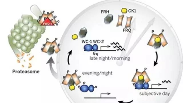 《Science》公布的 125 个最具挑战性的科学问题，你感兴趣的是哪个？-166