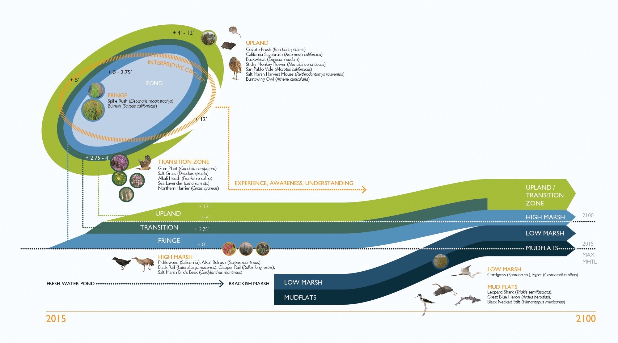 帕洛阿尔托的新 Adobe 溪行人和自行车桥-29