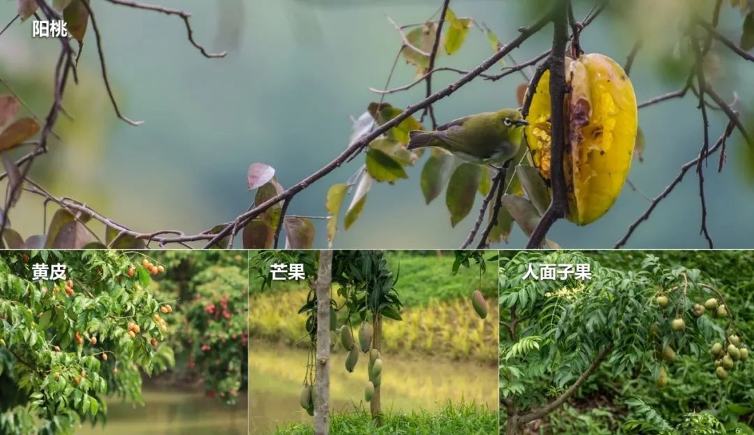 海珠湿地生物多样性保护修复工程丨中国广州丨广州市城市规划勘测设计研究院-20