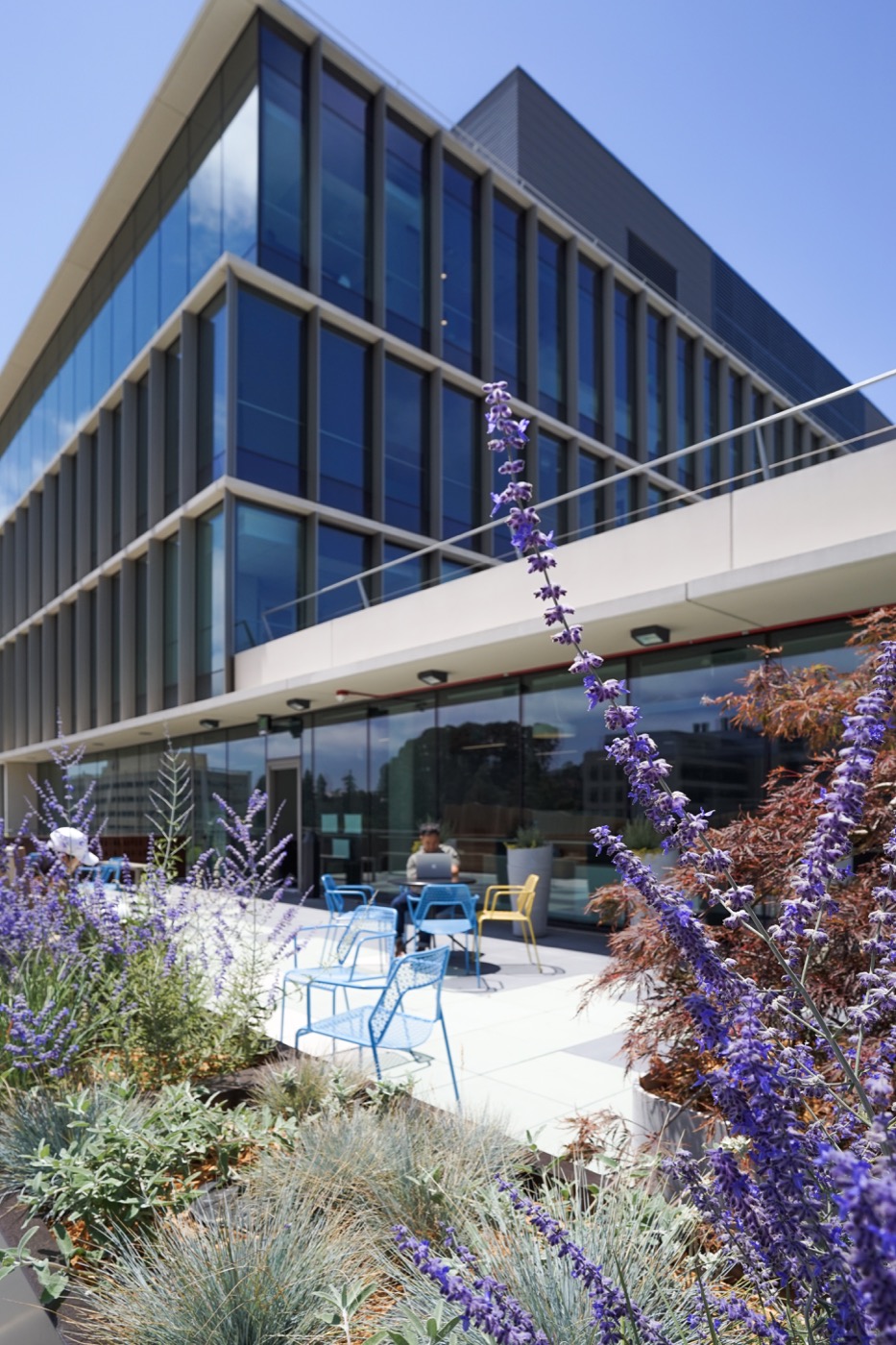 伯克利公共卫生学院格兰芬 terrace 花园丨Groundworks Office-4