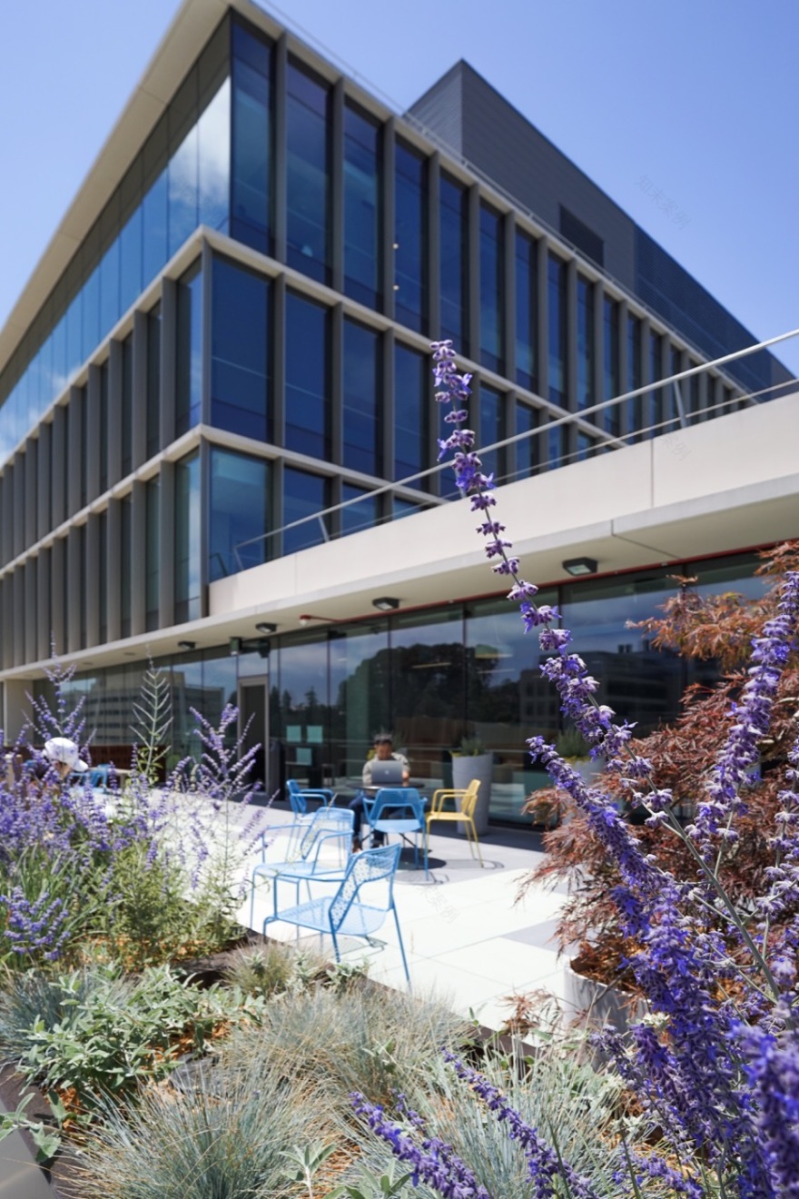 伯克利公共卫生学院格兰芬 terrace 花园丨Groundworks Office-4