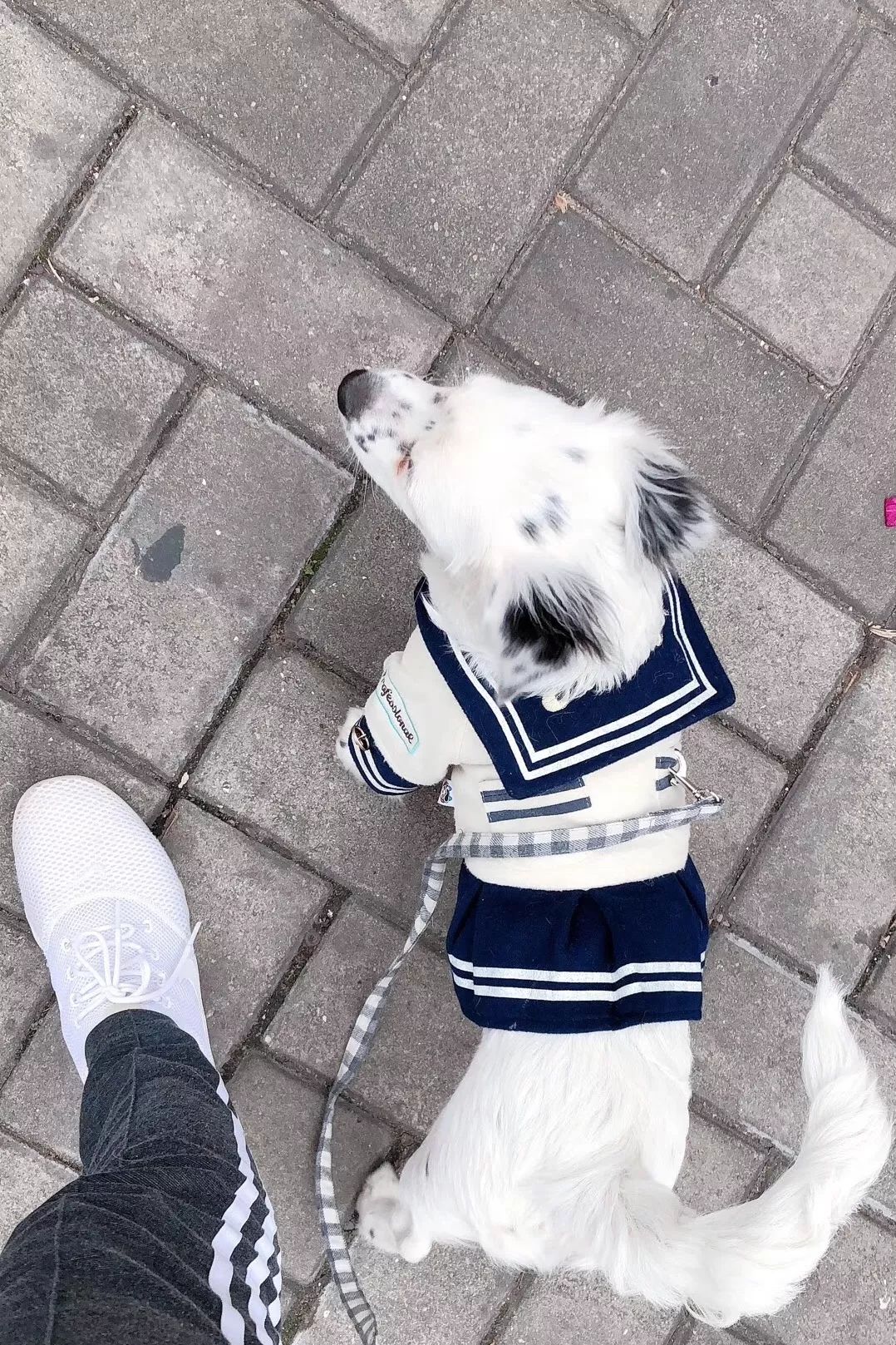 温暖 ENJOY | 从流浪狗到办公室宠儿的感人故事-46