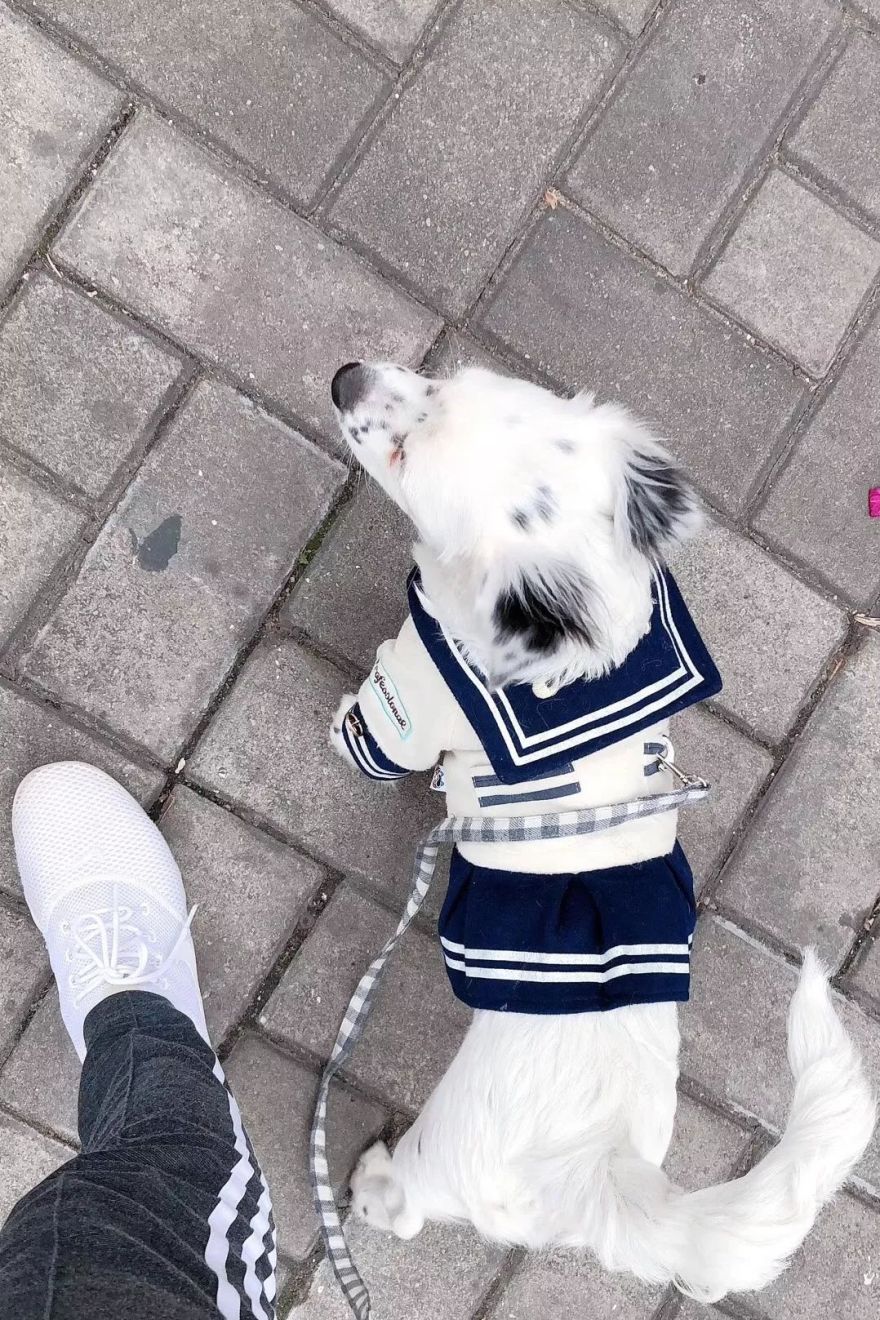 温暖 ENJOY | 从流浪狗到办公室宠儿的感人故事-46