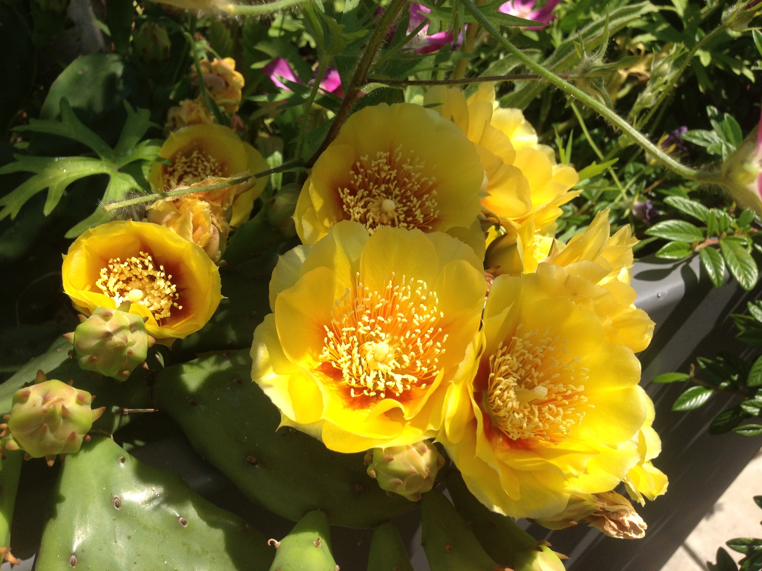 太平洋街排屋丨Alive Structures-4