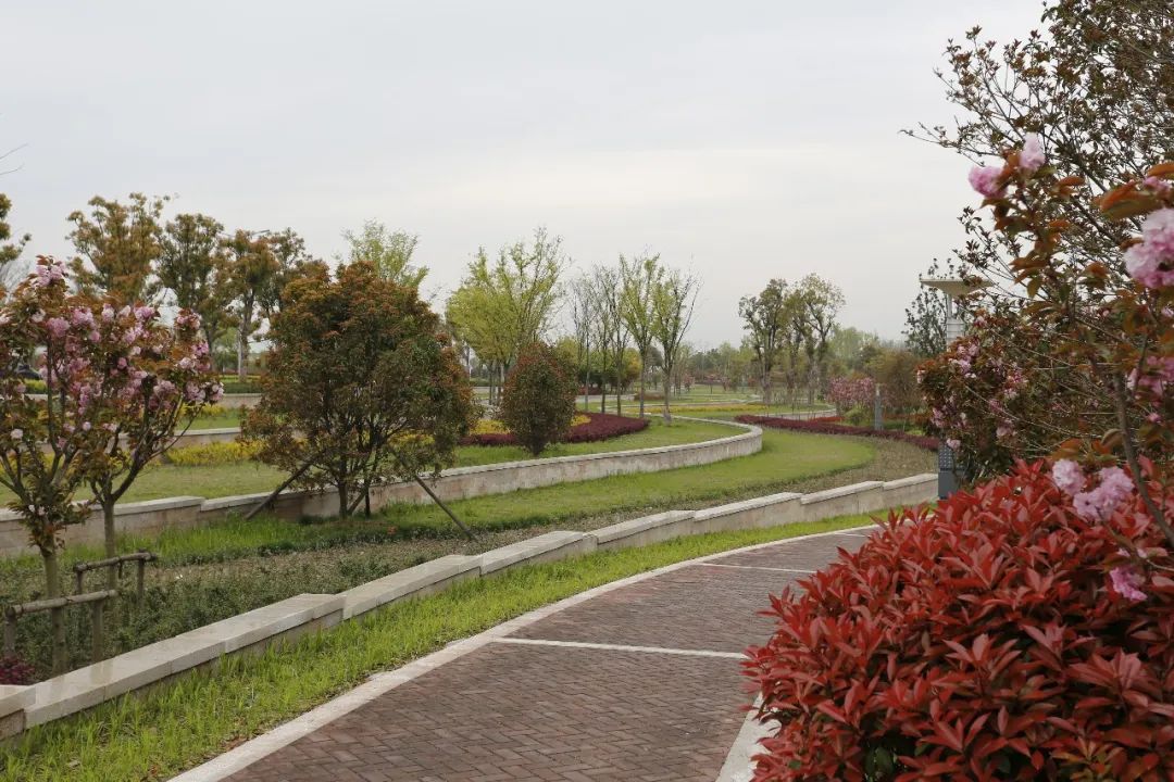 亦境那些人 | 姚素梅的绿化设计之路-24