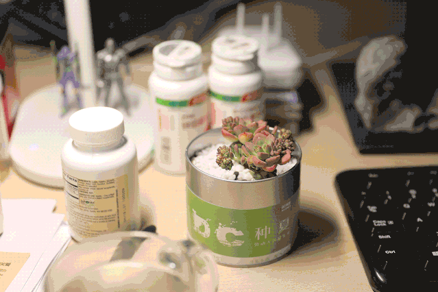 夏日生机 | DC 种夏活动中的多肉植物室内设计赏析-44