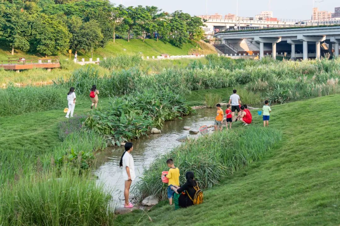 茅洲河碧道·光明段生态修复试点-98