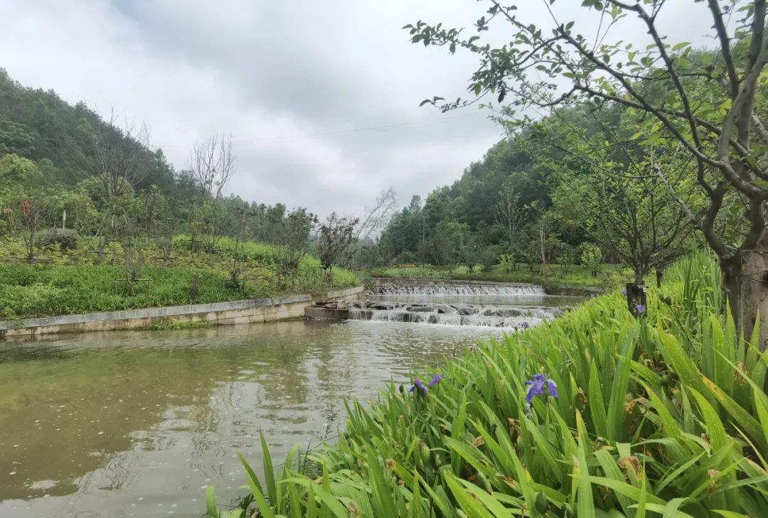 华东药用植物园丨中国丽水丨上海市园林设计研究总院-16