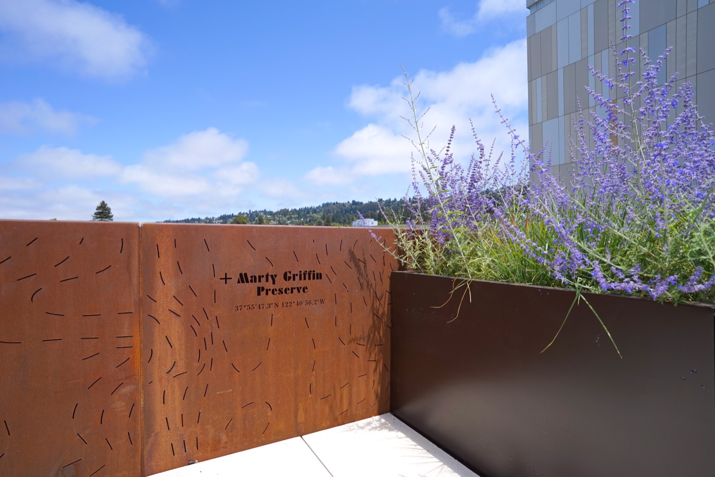 伯克利公共卫生学院格兰芬 terrace 花园丨Groundworks Office-3