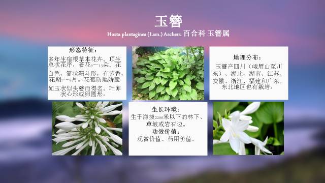 秋凌景观陪伴你学习的第3128天-78