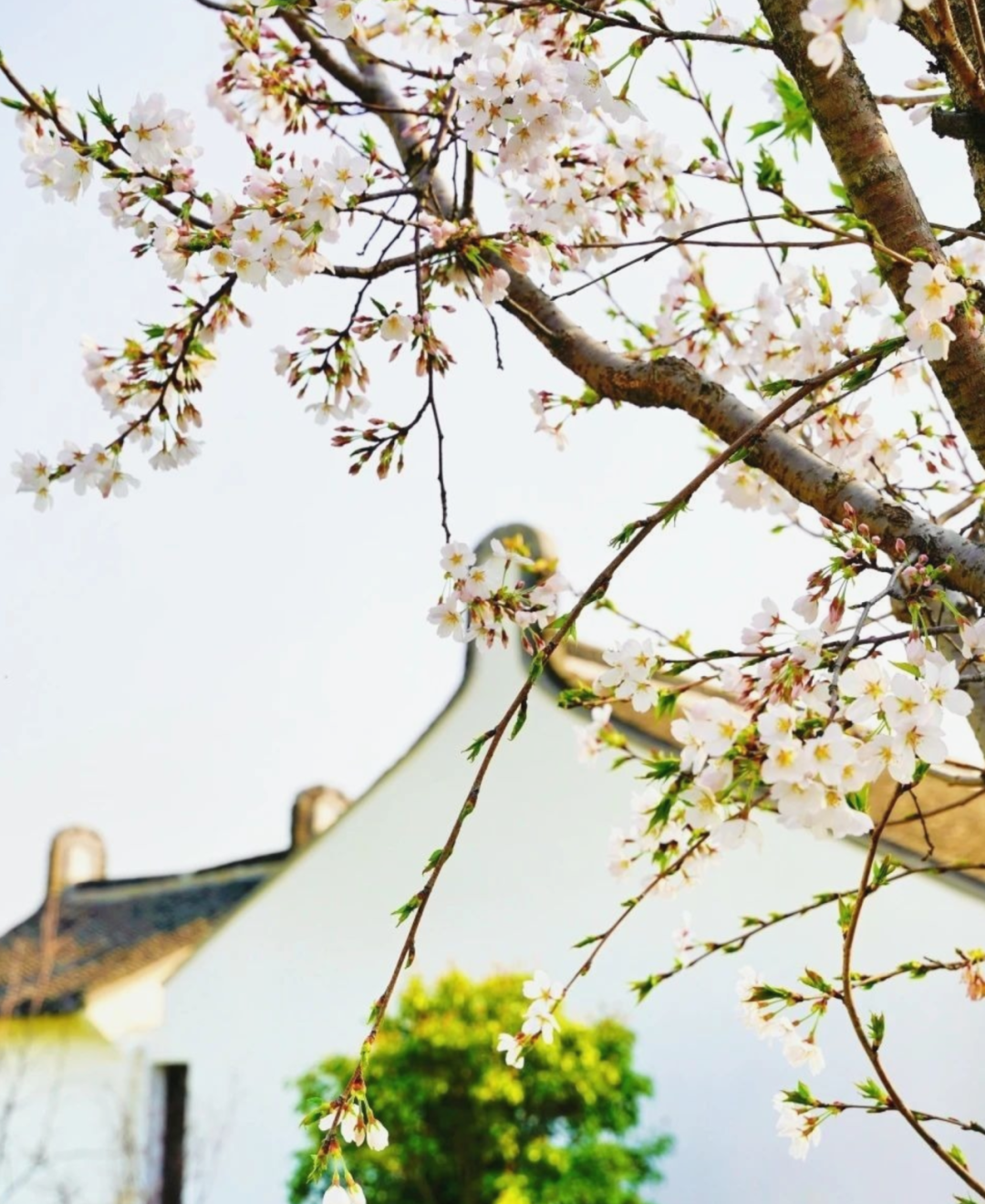 境作|恋“练”春光，“宝藏”踏青地：青浦徐练村，有多好逛？-54