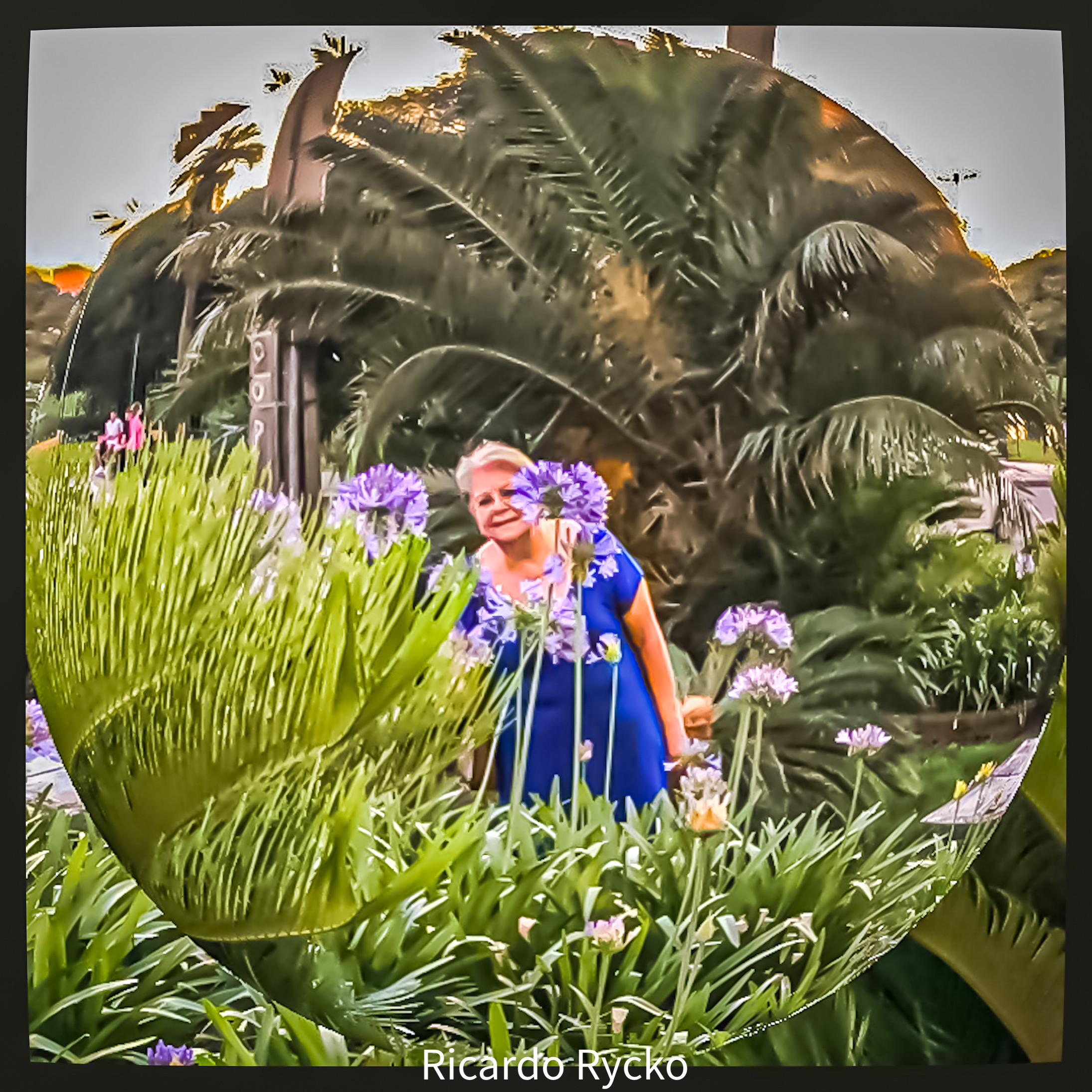 世界上的树木丨Sylvie D.-95