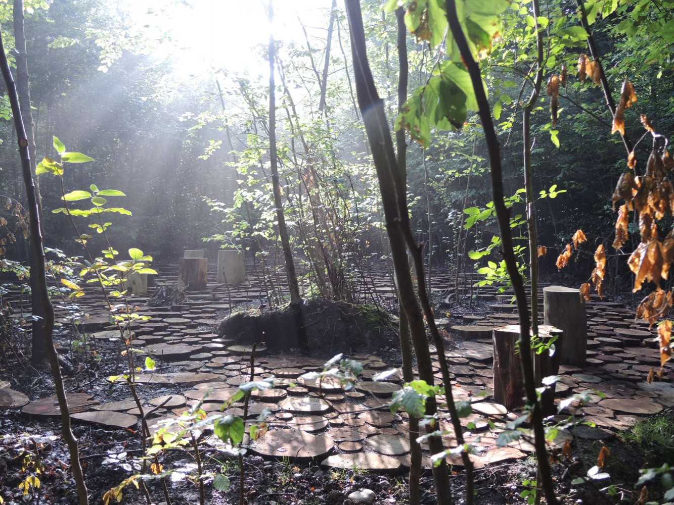 乌斯特市 Wildwood 自然林地广场 | 景观与功能的完美融合-1