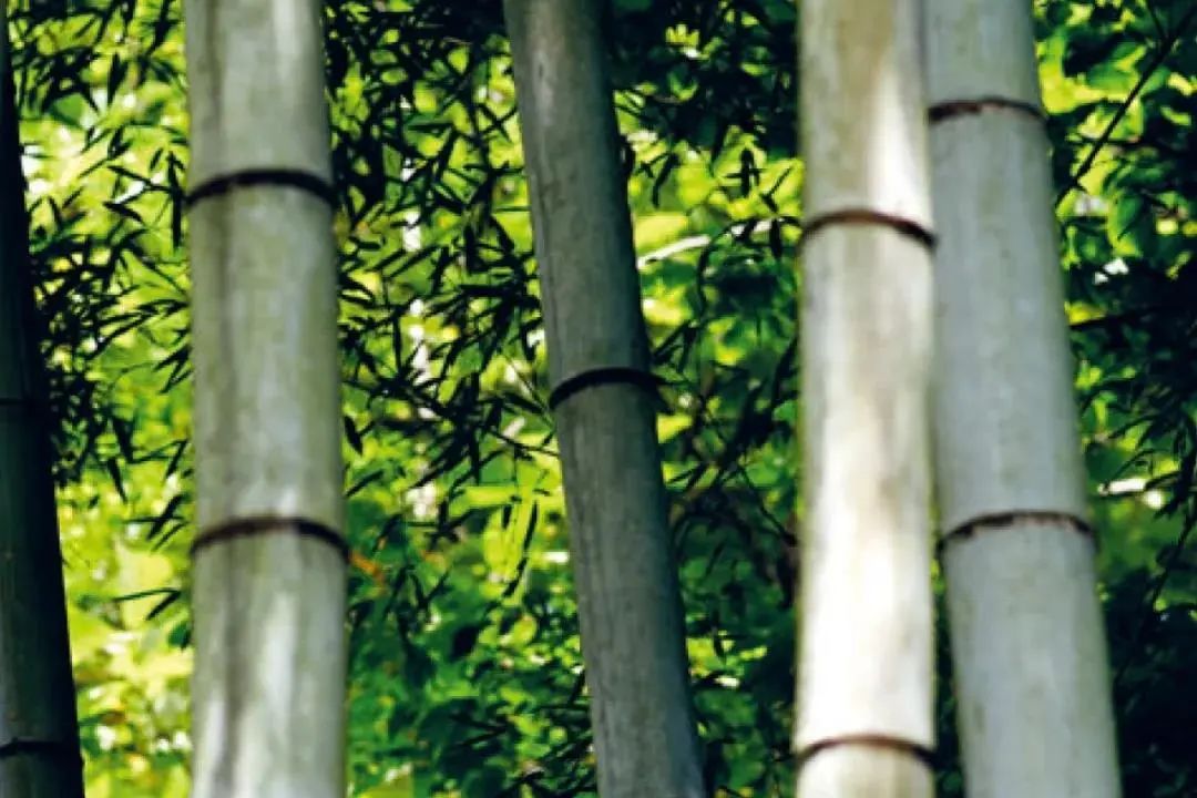 竹谧·隈研吾 | 自然与建筑的诗意共生-68