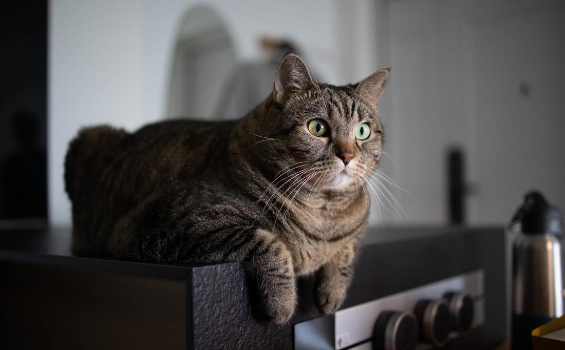 多功能猫咪友好的家丨中国北京-23