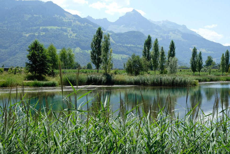 瑞士工厂池塘的绿色重生-21