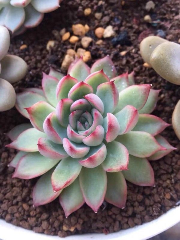 牡丹里 90㎡美式风格装修丨尚居装饰-11