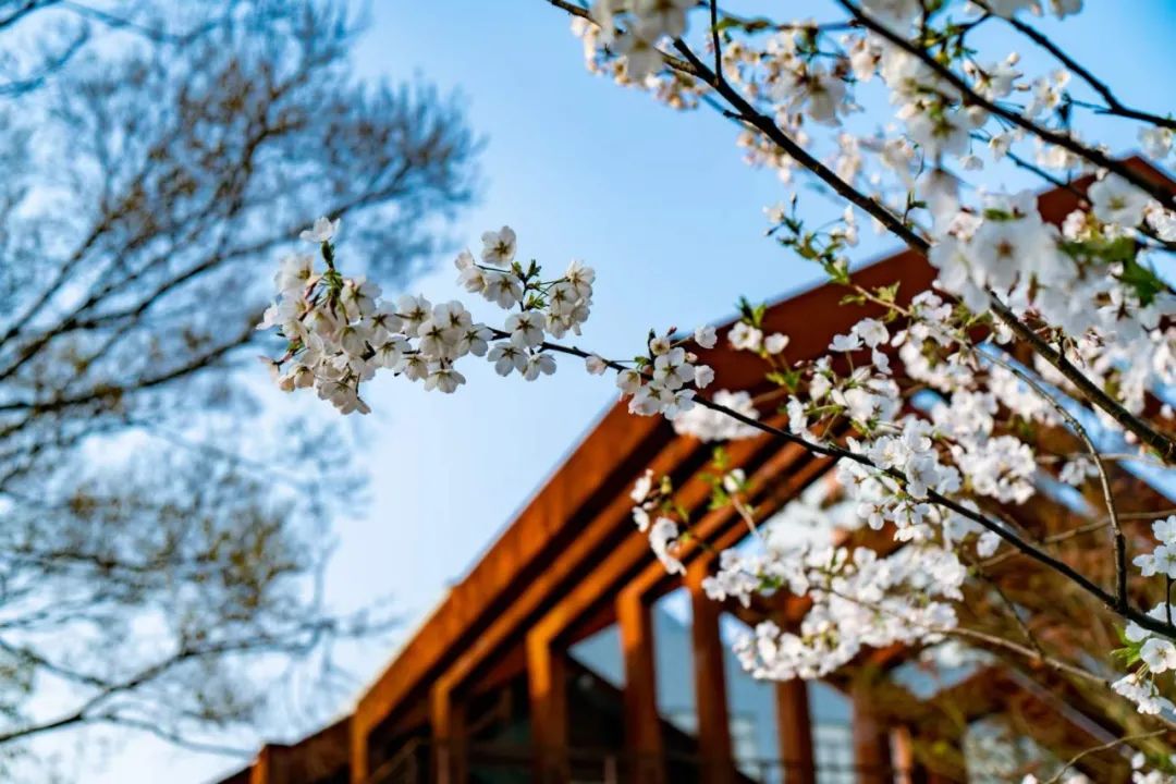 魔都五大赏樱胜地丨中国上海-32