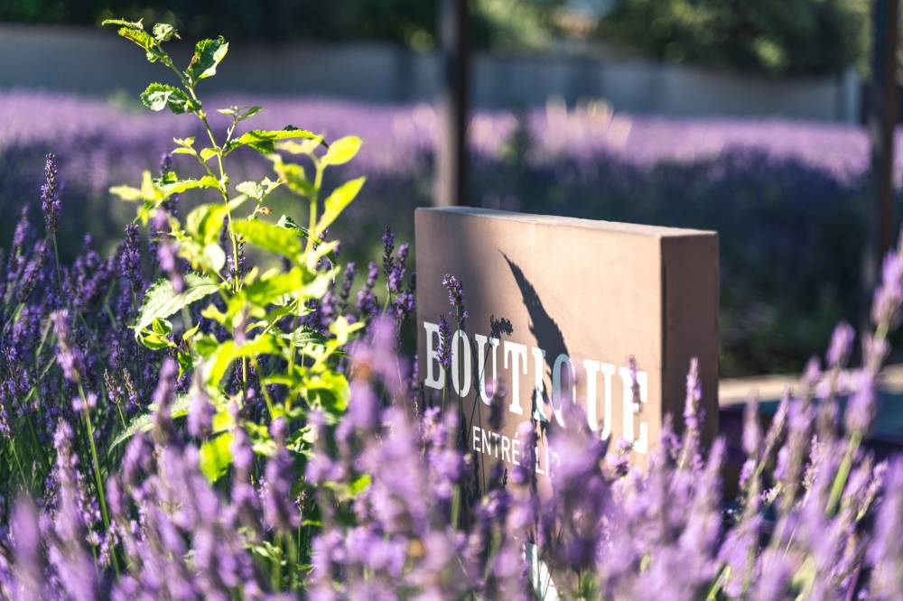 The Luberon Lavender Museum - France-7