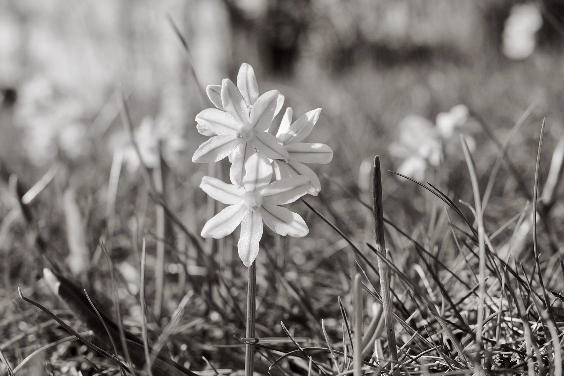 赖希诺夫城堡丨Gustav Hauer-11