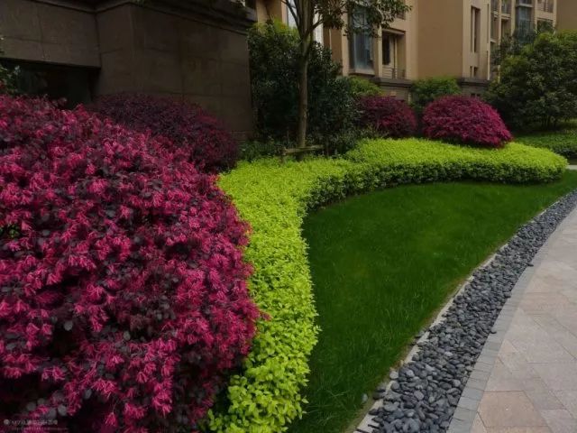 罗汉松 | 庭院中的守财吉祥树-87