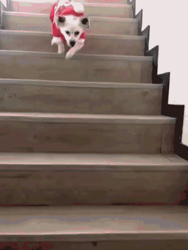 温暖 ENJOY | 从流浪狗到办公室宠儿的感人故事-30