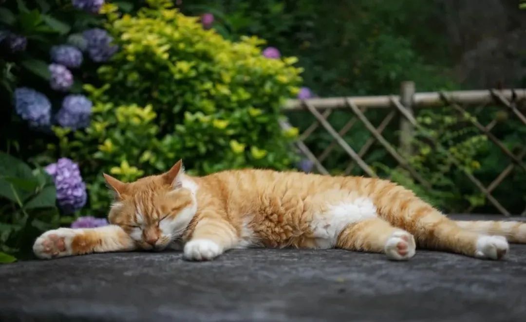 回声花园 · IT 夫妇的乡野生活丨中国黄山丨红子,小可夫妇-38