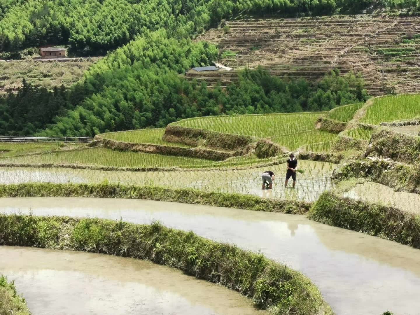 与自然对话:问稻社丨中国福建丨AG汇创,香港汇创国际建筑设计有限公司-58