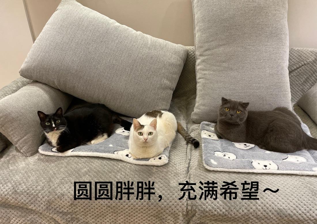 喵星人的简约温馨小窝-0