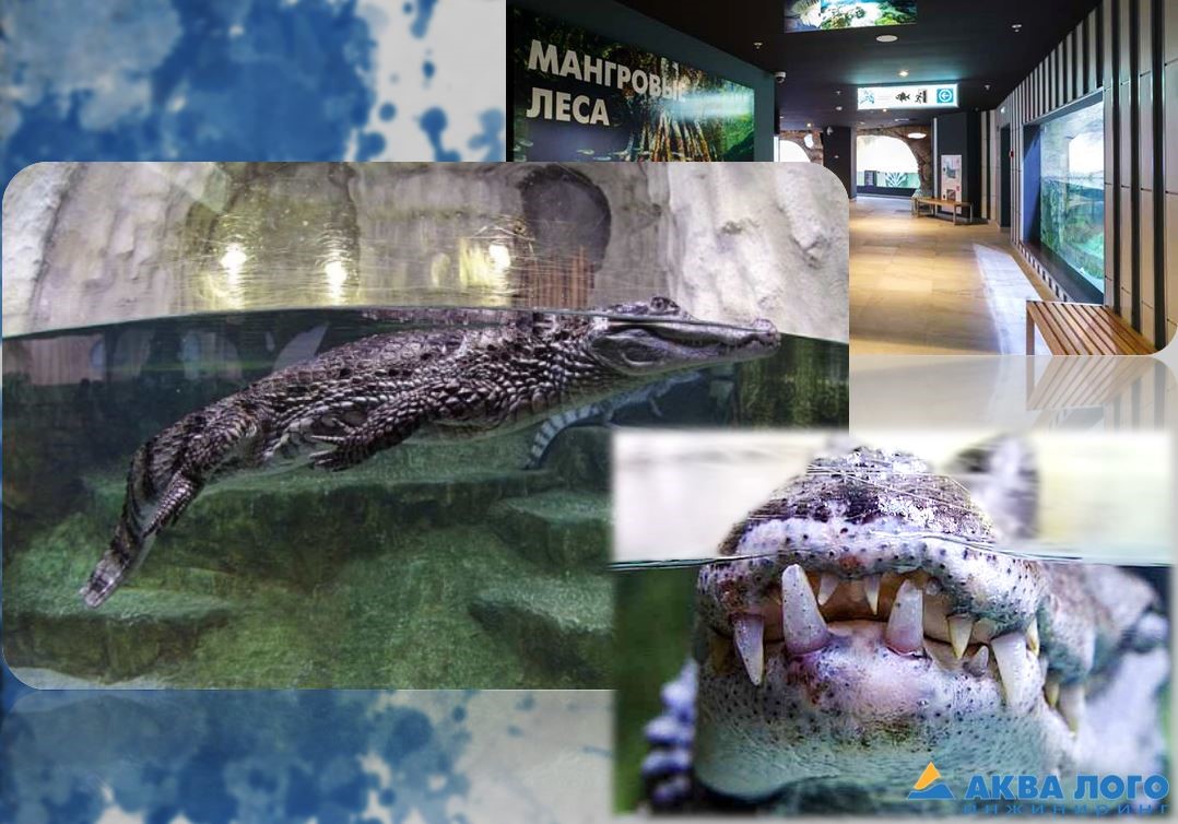 科加雷姆海洋馆“Aquatika”丨Aqua Logo Engineering-13